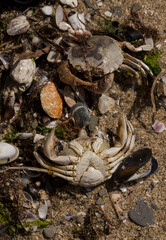 Liocarcinus depurator (Portunus plicatus), sometimes called the harbour crab, or sandy swimming crab. The fauna of the Black Sea. Dead animals.