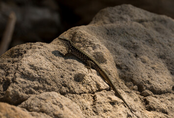 The sand lizard (Lacerta agilis) is a lacertid lizard. The habitat of the reptile is in a rocky area. An old lizard resting on a rock on a Sunny day.