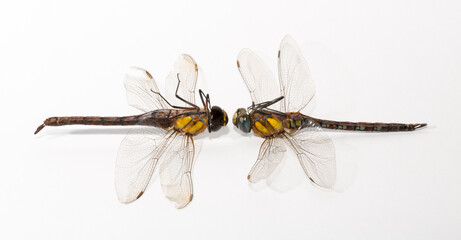 The migrant hawker (Aeshna mixta) is one of the smaller species of hawker dragonflies.