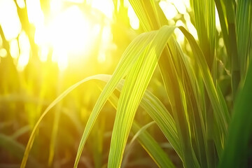 Sunlit sugarcane leaves at sunset.