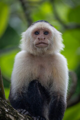 Fototapeta premium white face monkey