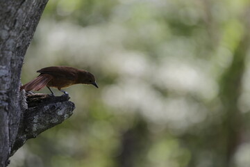 Frutero colorado © Logan