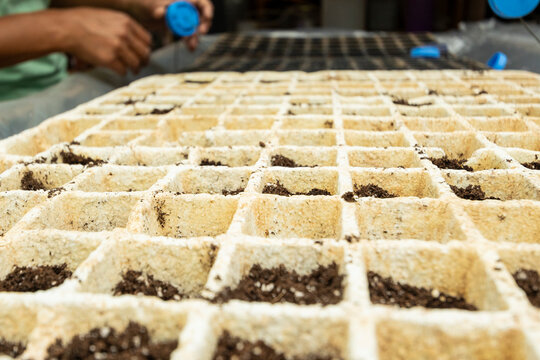 Seed Trays Filled with Soil for Planting in a Nursery