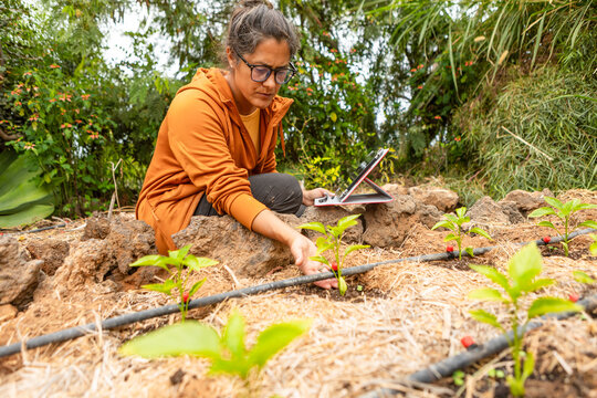 Woman Using Technology to Inspect Drip-Irrigated Plants