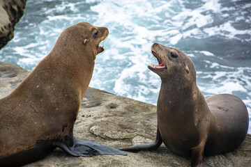 Naklejka premium two lions