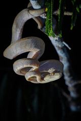 boa snake in the night