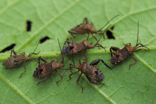 Leaf-footed bugs are in the family Coreidae.
