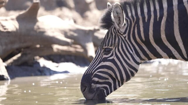 Zebra (Equus quagga) drinking water in the late winter August dry season. Slow motion, 25percent natural speed.