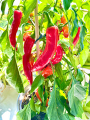 Red Chili peppers growing on the plant, ripe and ready for harvesting