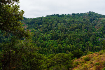 Mountain with forest