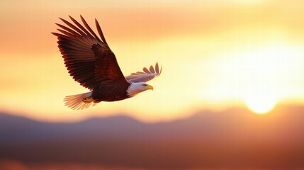 Fototapeta premium Majestic Bald Eagle Soaring at Sunset Freedom Wildlife Nature
