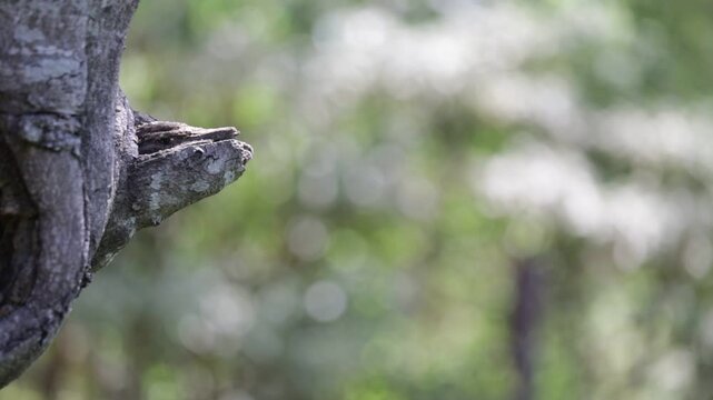 corteza de &aacute;rbol cabeza de serpiente