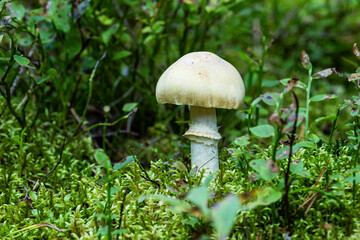 Fruiting body of an edible Cortinarius caperatus mushroom, growing in a late summer forest in Estonia, Northern Europe