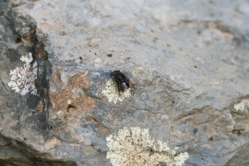 Close-Up of a Big Fly on a Rock, Detailed Insect and Natural Texture
