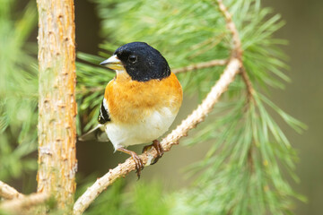Male Brambling perched on a Pine branch during spring migration in Estonia, Northern Europe