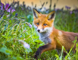 cute playful fox playing around field - generated by ai