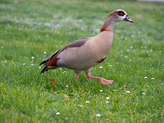 An egyptian goose (alopochen aegyptiaca) walking on a meadow sprinkled with daisies on the riverbed of the Rhine in December in Bonn, Germany, seen from the side mid step
