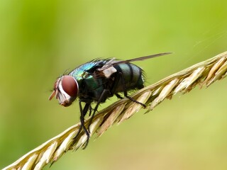 Green fly or Lucilia sericata on plant stem with blur background