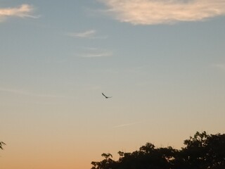 Sky