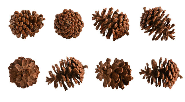 Set of pine cone isolated on white background.