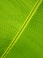 banana leaves from back view