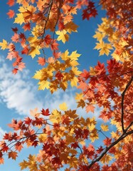 Golden yellow and crimson red maple leaves against a blue sky, deciduous tree, clear sky, outdoor photography