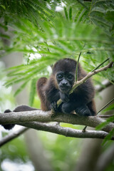 little monkey watching the photographer 