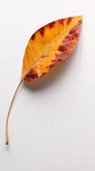Yellow and brown   autumn leaf  with copy space