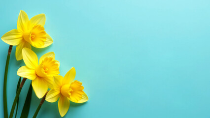 Fototapeta premium spring flowers, bouquet of yellow daffodils on light blue background