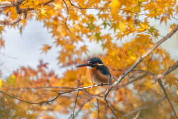 Autumn leaves and kingfishers
