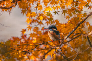 Autumn leaves and kingfishers