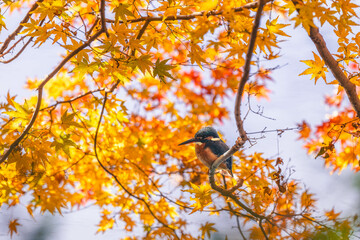 Autumn leaves and kingfishers