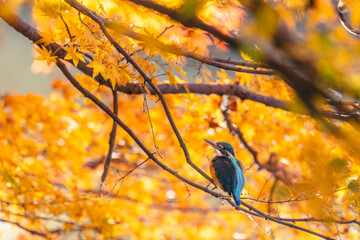 Autumn leaves and kingfishers