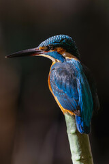 Kingfishers basking in the morning sun
