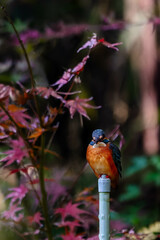 Autumn leaves and kingfishers