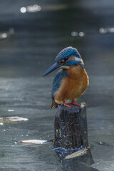 Kingfishers basking in the morning sun