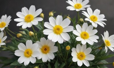 a few isolated white flowers with bright yellow centers, small flowers, solitary blooms