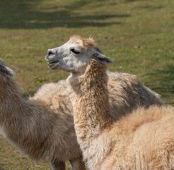 Cute alpaca with funny face relaxing on ranch in summer day