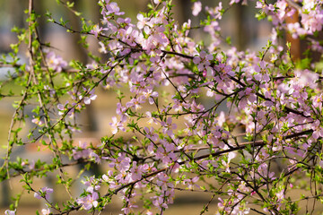 The scene of plants blooming with flowers in spring, with beautiful yellow and red spring flowers competing to bloom