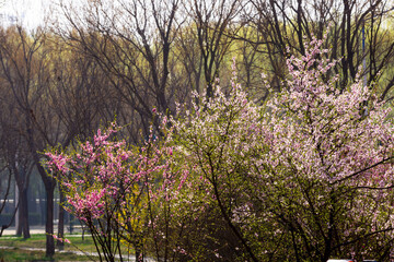 The scene of plants blooming with flowers in spring, with beautiful yellow and red spring flowers competing to bloom