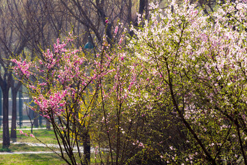 The scene of plants blooming with flowers in spring, with beautiful yellow and red spring flowers competing to bloom