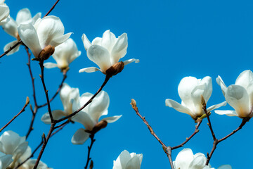 In spring, pure white magnolias bloom in full bloom, creating a beautiful landscape with blue skies and pine trees as the background