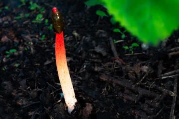 Mushrooms growing in fields with abundant humus - Red Ghost Pen