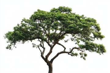 Isolated Lush Green Tree Against White Background A Vibrant Image of Nature's Beauty Perfect for Design Projects and Presentations