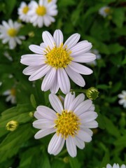 Fototapeta premium daisy flower