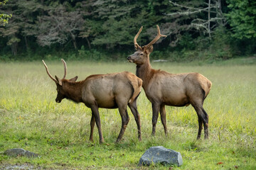 Noise Startles Grazing Spike Elk In Cataloochee