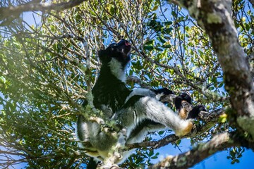 Indri Lemur Calling in Madagascar Forest Canopy,  Andasibe National Park Forest of Madagascar