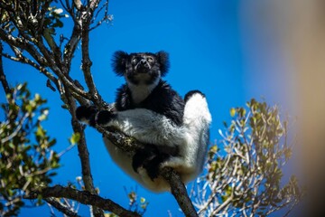 Indri Lemur Resting on the Tree in Madagascar Forest Canopy,  Andasibe National Park Forest of Madagascar