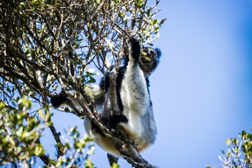 Indri Lemur Resting on the Tree in Madagascar Forest Canopy,  Andasibe National Park Forest of Madagascar