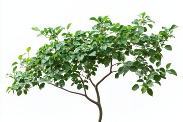 Vibrant Green Tree Branch Isolated on White Background Lush Foliage Detailed Natural Photography